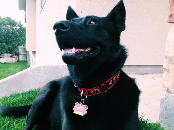 /Images/uploads/Humane Society of Utah/HSUCalendar/entries/1604thumb.jpg